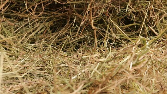 Dray grass, hay.