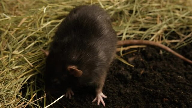 The black rat sits on the ground and sniffs the air.