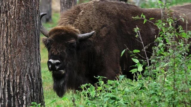 Majestic bison graze in a wild forest. The zubr, or European bison is a species of animal in the genus bison. The last representative of wild bulls in Europe. Their habitat is deciduous, coniferous
