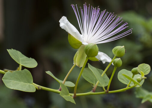 Cappero, fiore e frutto