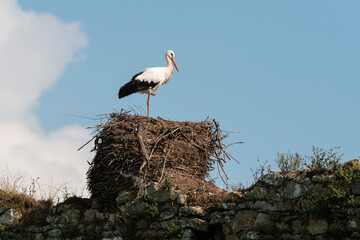 Cigogne blanche, nid,.Ciconia ciconia, White Stork