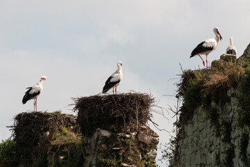 Cigogne blanche, nid,.Ciconia ciconia, White Stork