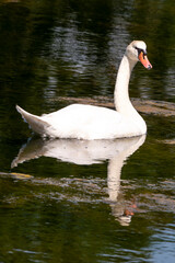 Cygne tuberculé,.Cygnus olor, Mute Swan