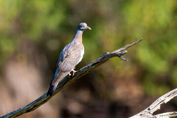 Pigeon ramier,.Columba palumbus, Common Wood Pigeon