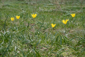 Beautiful wild yellow tulips on green grass background. Spring season. Nature background. Springtime concept.