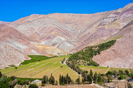 Paiguano or Paihuano view of vineyards and mountains, Valle del Elqui in Elqui Province, Coquimbo Region