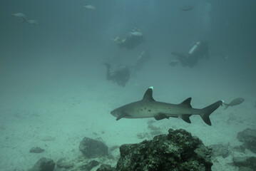 Obraz na płótnie Canvas shark and divers