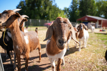 Obraz na płótnie Canvas goats on a farm