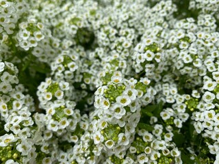 close up of white flowers