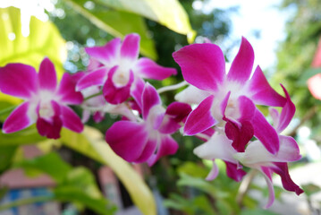 Purple orchid, Dendrobium, In full bloom in  forest among green Leave Blur background ,selective focus point.