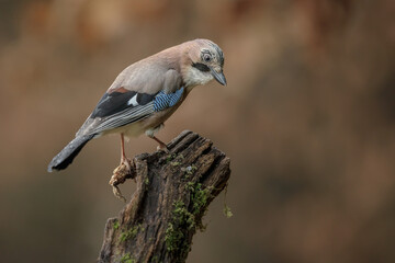 Forest jay on an old log