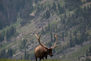 Bull Elk grazing and wondering around high altitutde tundra and alpine meadow in the Rocky Mountains