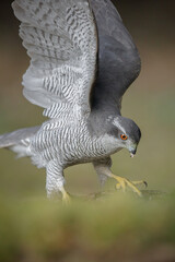 Northern goshawk with wings up