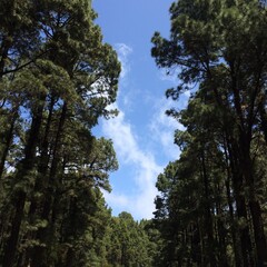 Fototapeta premium trees in the forest