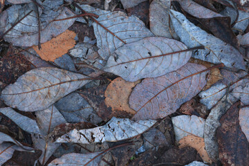 Fallen leaves.