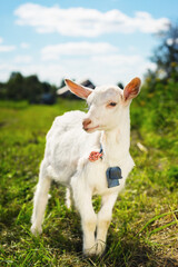 Obraz na płótnie Canvas Cute white goats on a farm in a corral with a green lawn under a beautiful blue sky.