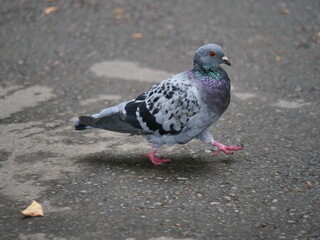 pigeon on the ground