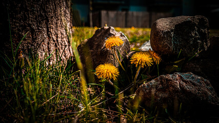 dandelion flowers on the ground