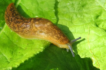 Orange slug on green primula leaves in the garden, closeup 