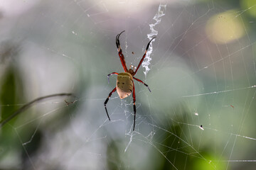 Spiders weaving cobwebs in the Forest waiting for prey.
