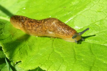 Orange slug on green leaves background, closeup