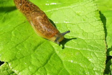 Orange slug on green leaves background, closeup  - obrazy, fototapety, plakaty
