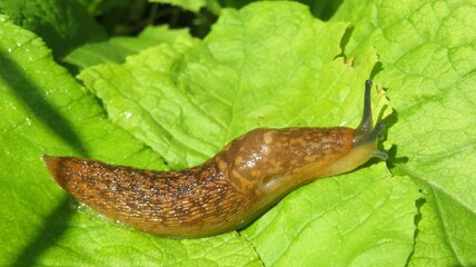 Orange slug on light green leaves in the garden in spring, closeup