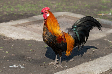 photos of pets, birds and animals in the zoo