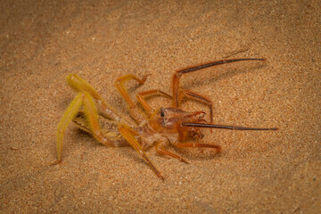 desert spider macro photo 