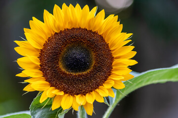 Fototapeta premium Beautiful yellow sunflower showing its natural beauty with the yellow petals and growing sunflower seeds and offering nectar and pollen for insects as bees and bumblebees in the summer