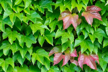 Many green leaves of wild wine climbing plant shows fresh air and healthy environment with wall...