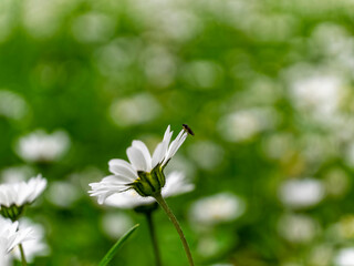 chamomile flower closeup in the field, blurred background