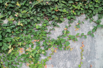 Green leaves on the wall. plant outdoor at wall cement