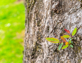 fresh green spring leaves growing on tree trunk closeup and grass blurred background