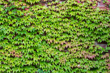 Many green leaves of wild wine climbing plant shows fresh air and healthy environment with wall climbing rank plant at rustic brickwall and colorful grapevine foliage wallpaper pattern green  facade