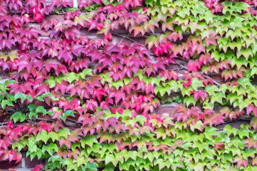 Obraz premium Many green leaves of wild wine climbing plant shows fresh air and healthy environment with wall climbing rank plant at rustic brickwall and colorful grapevine foliage wallpaper pattern green facade