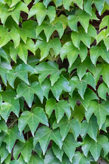Many green leaves of wild wine climbing plant shows fresh air and healthy environment with wall...
