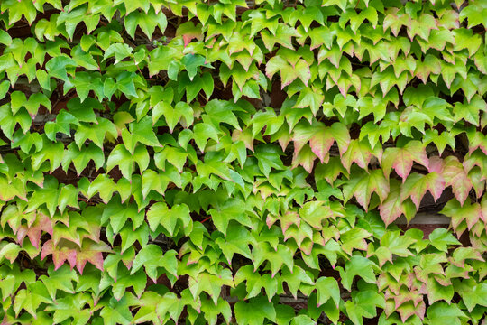 Many green leaves of wild wine climbing plant shows fresh air and healthy environment with wall climbing rank plant at rustic brickwall and colorful grapevine foliage wallpaper pattern green  facade