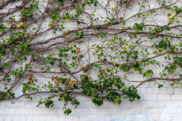Many green leaves of wild wine climbing plant shows fresh air and healthy environment with wall...