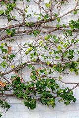 Many green leaves of wild wine climbing plant shows fresh air and healthy environment with wall...