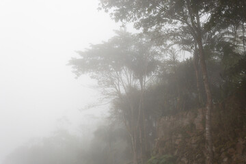 Fototapeta na wymiar A dense mistery fog in middle of andean rain forest with big trees