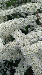 Alyssum plant blooming close up, family Cabbageidae