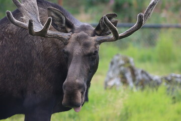 Naklejka na ściany i meble Bull moose portrait in Alaska