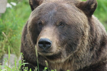 Brown bear portrait in Alaska