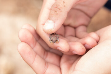 Child hands protecting a small frog in nature. Concept importance of bringing children closer to wildlife.