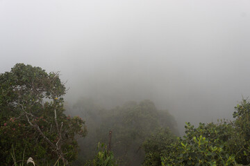 A dense fog covers colombian andean rain forest