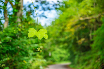 Obraz premium 山道に垂れ下がるクズの葉