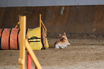 Dog Welsh corgi Pembroke red color quickly runs out of tunnel and sand flies from under paws. Speed...