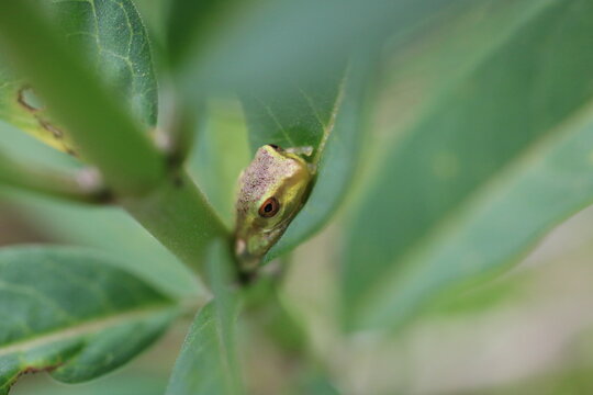 Cuban tree frog hiding between green leaves close up