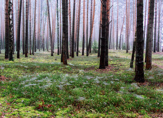 Morning in a pine forest